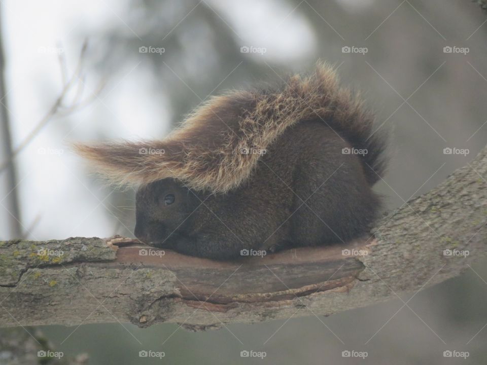 A Black Squirrel with an odd coloured tail rests on a tree limb. 