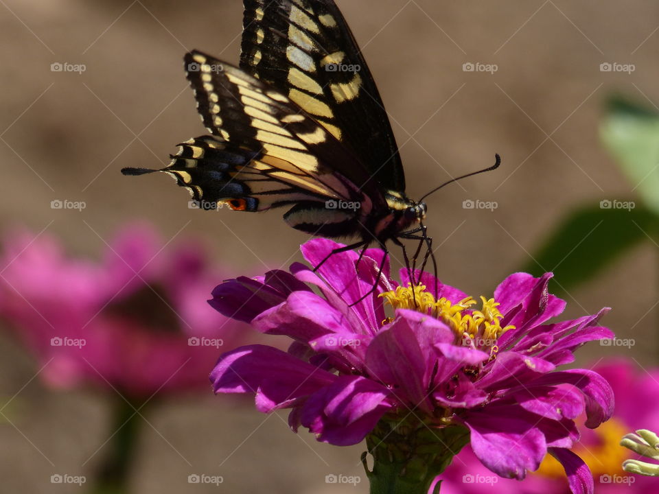 Swallowtail butterfly on bloom