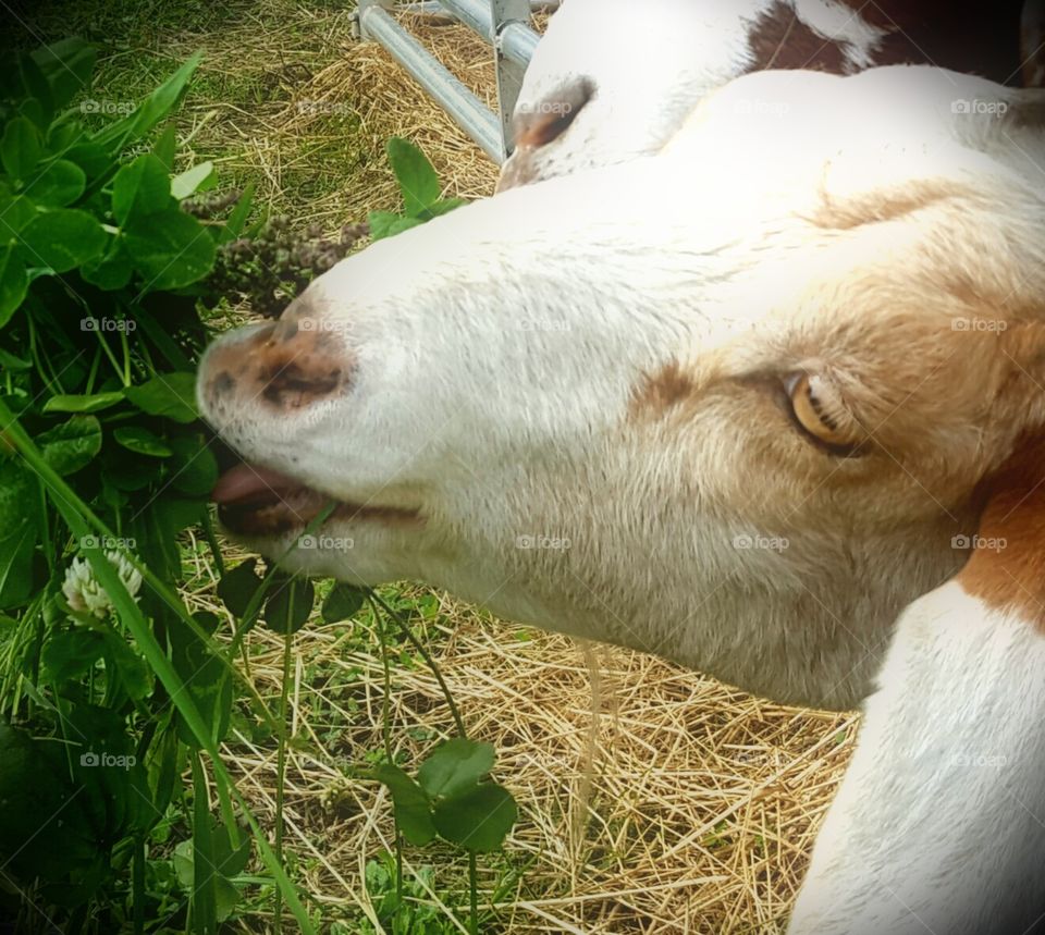 goat eating