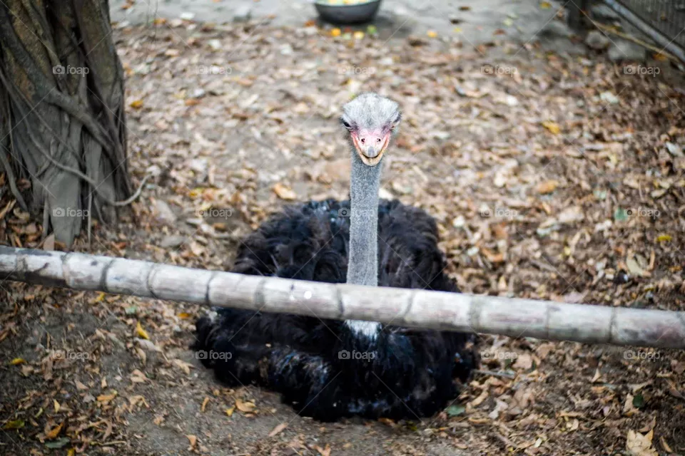 Hello ostrich?😅 Saying 👋