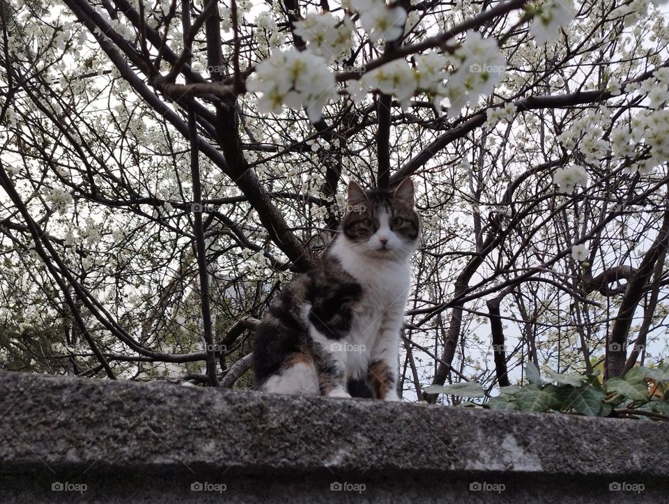 Cat under the tree