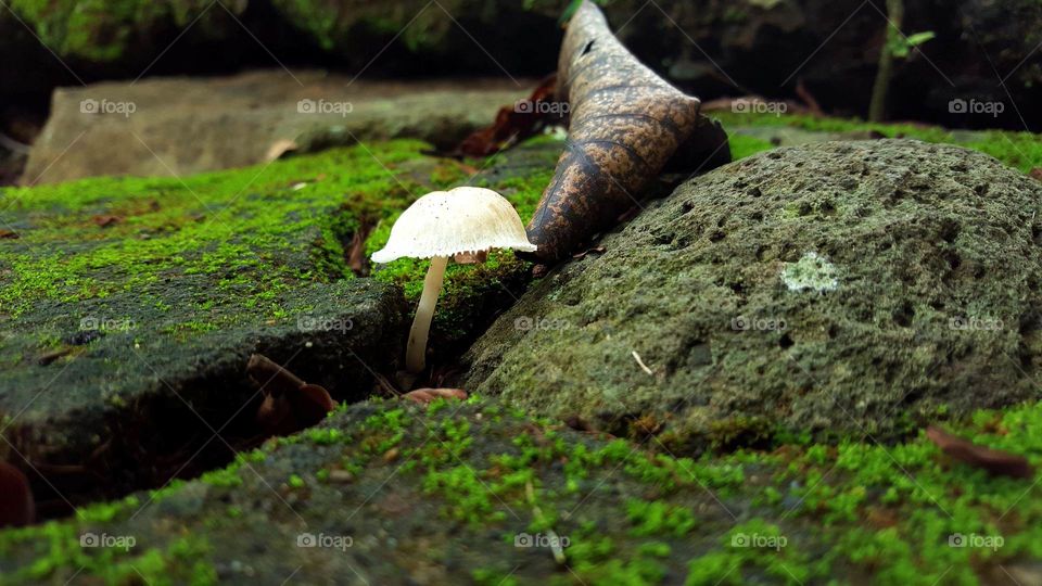 Mushroom