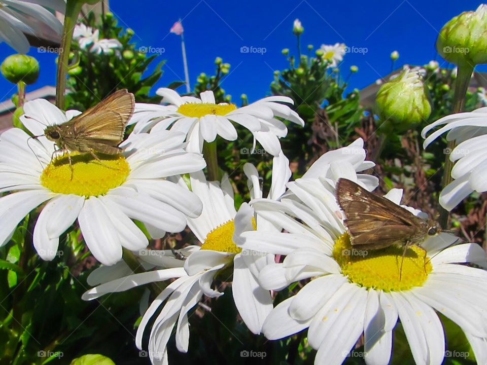 Butterflies , insects , floral, flowers 