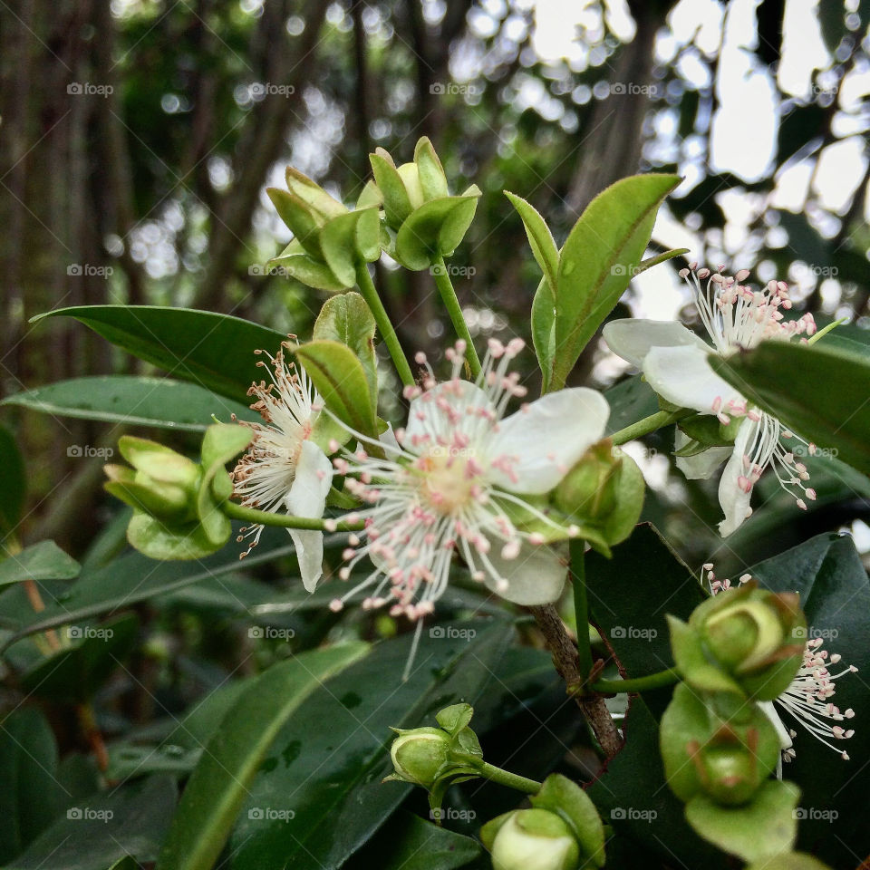 🌹 🇺🇸 Very beautiful flowers to brighten our day.  Live nature and its beauty. Did you like the delicate petals? / 🇧🇷 Flores muito bonitas para alegrar nosso dia. Viva a natureza e sua beleza. Gostaram das pétalas delicadas? 