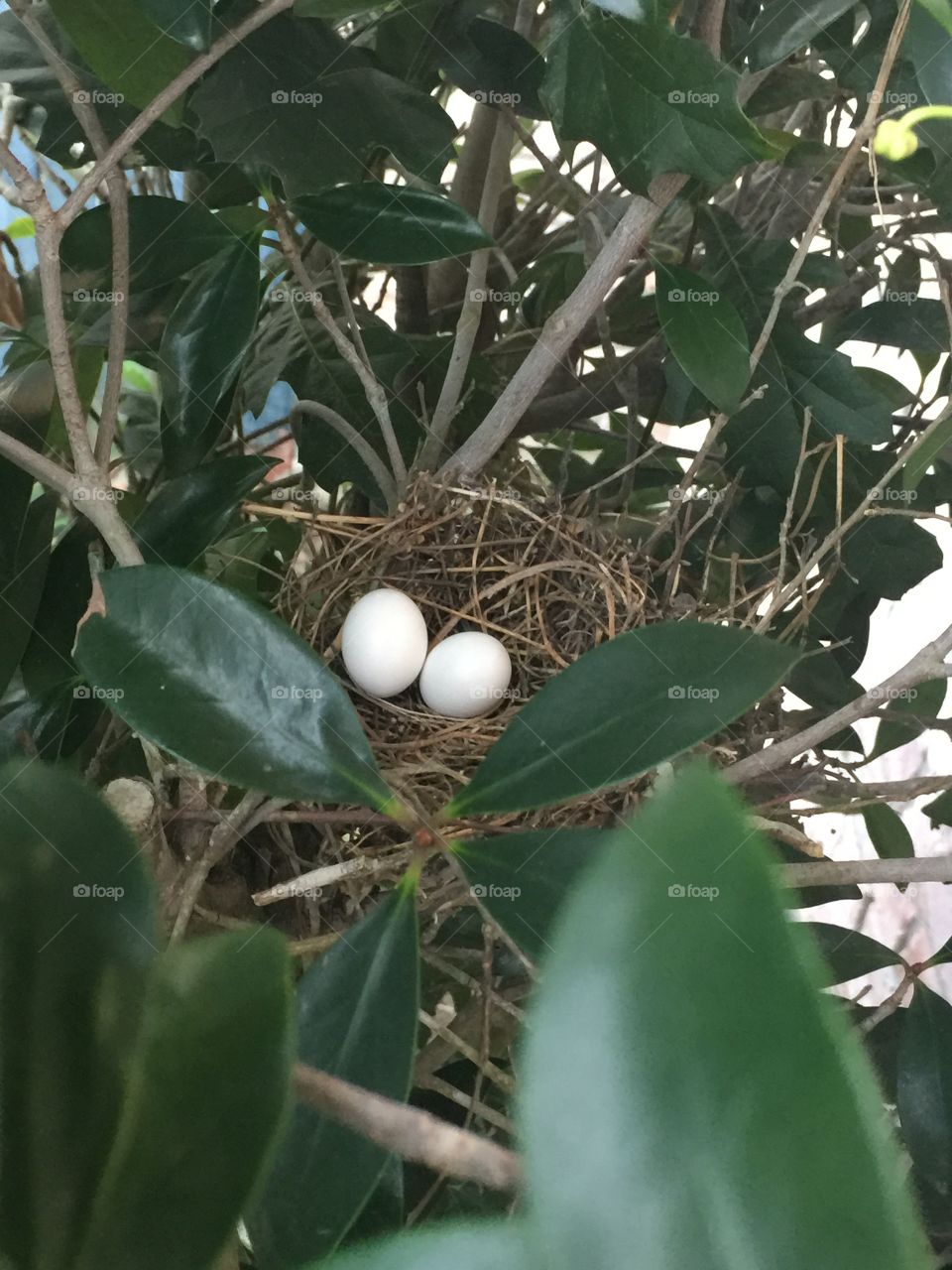 Bird eggs 