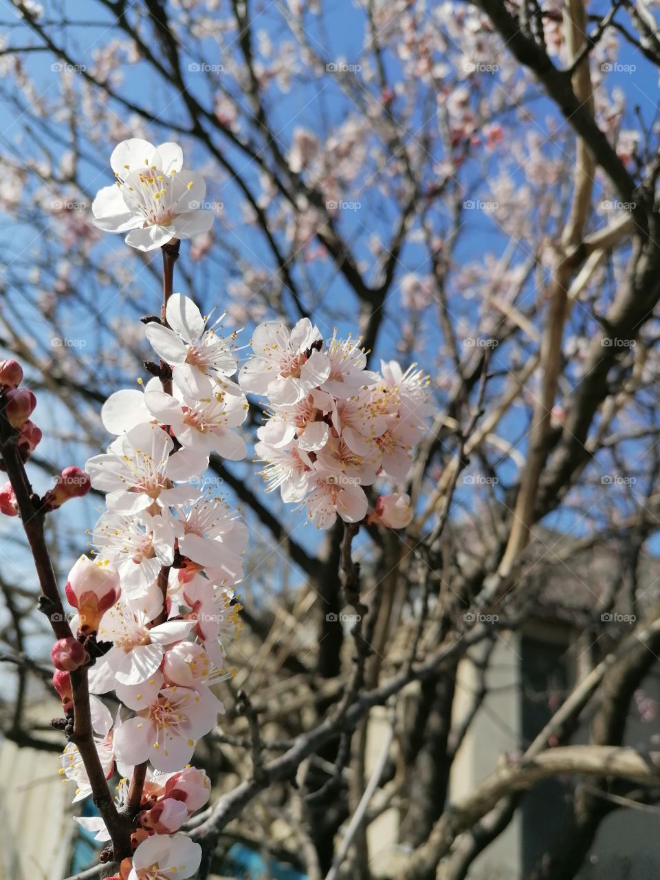 Apricot flowering is one of the signs of the coming spring. Apricot trees bloom even before the leaves bloom. First, swollen pink buds appear on the trees, which then turn into pink or white fragrant flowers with pink veins.