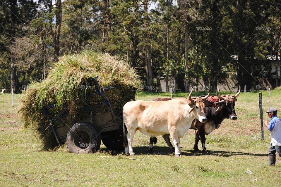 beautiful oxen