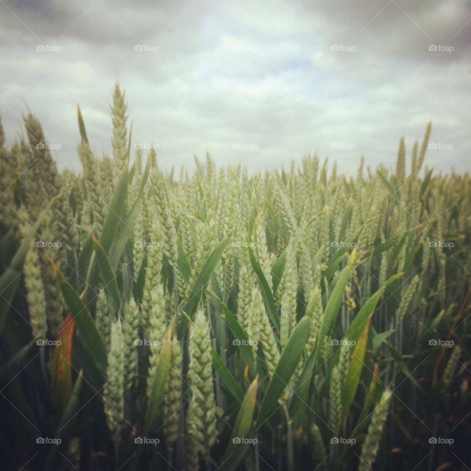 Barley field 