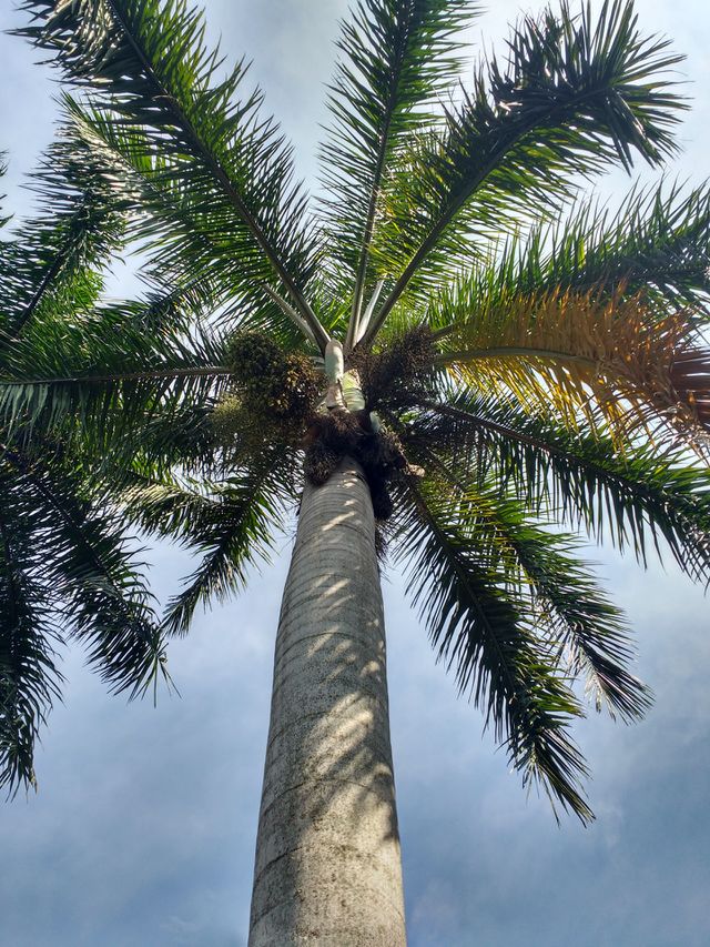 lindo