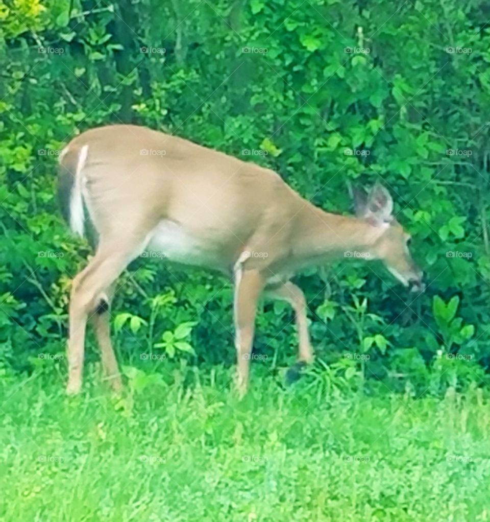 Deer munching