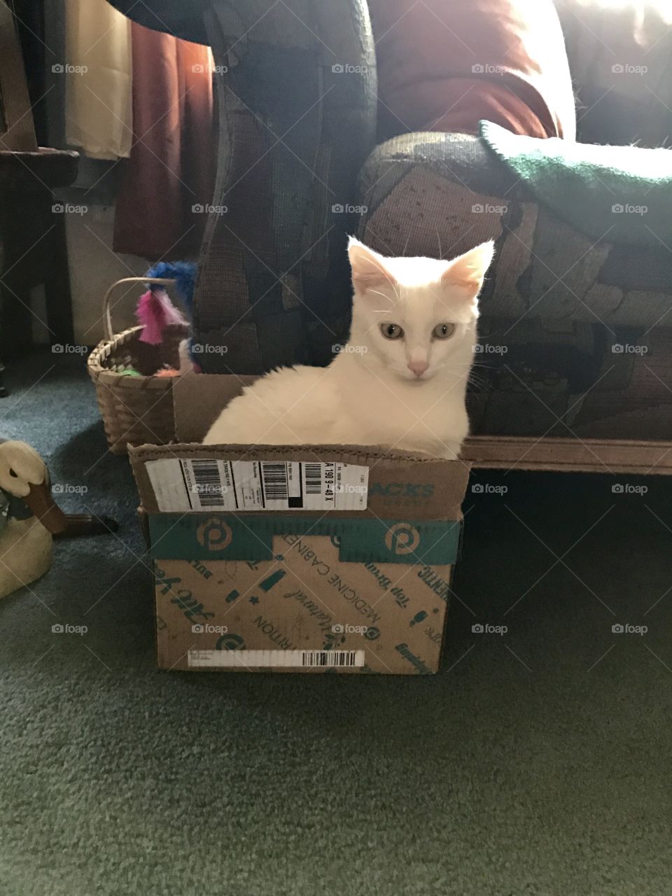 Cat in the box