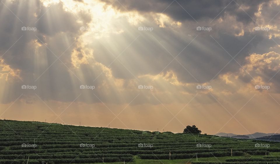 Heaven on the earth , Choui Fong tea plantation ... Chengrai Thailand 