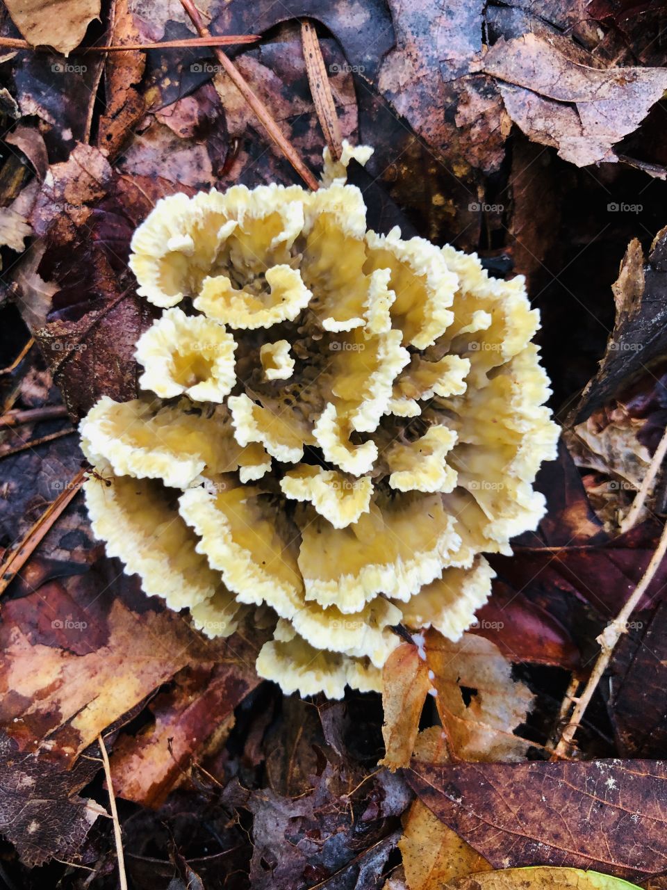 Overhead closeup of flower-like frilly mushroom in woods 