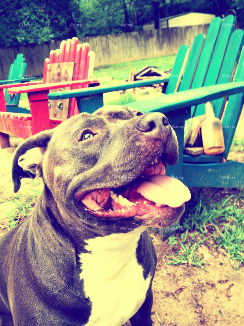 My pitbull, Anubis, smiling in our messy backyard.