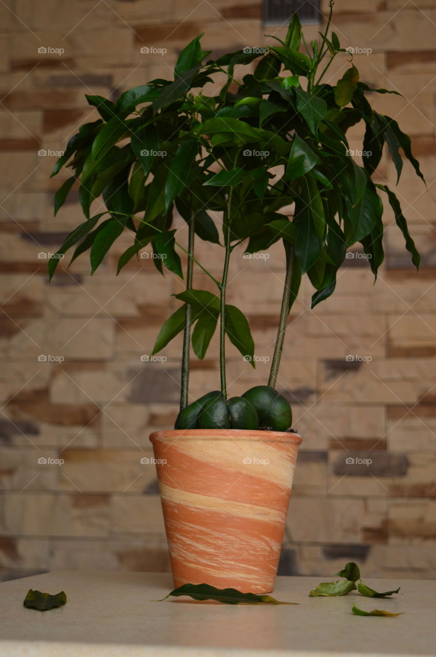 House plants in pots-Castanospermum australe, Moreton Bay Chestnut, 
Blackbean, Lucky Bean,