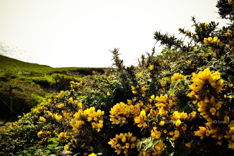 Yellow Hedge