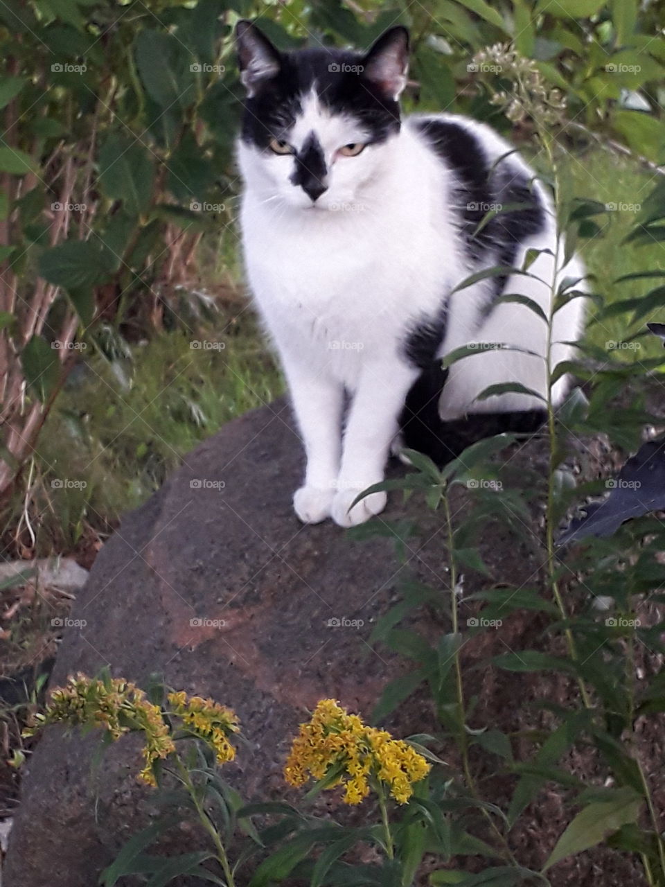 black and white cat sitting on red granite boulder