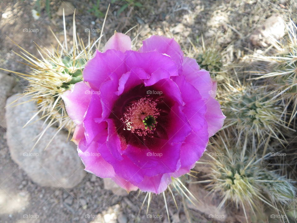 blooming cactus