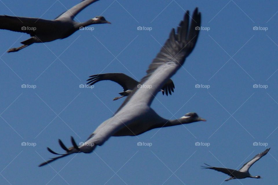 Demoiselle cranes fly above Rajasthan, India . Demoiselle cranes fly above Rajasthan, India 
