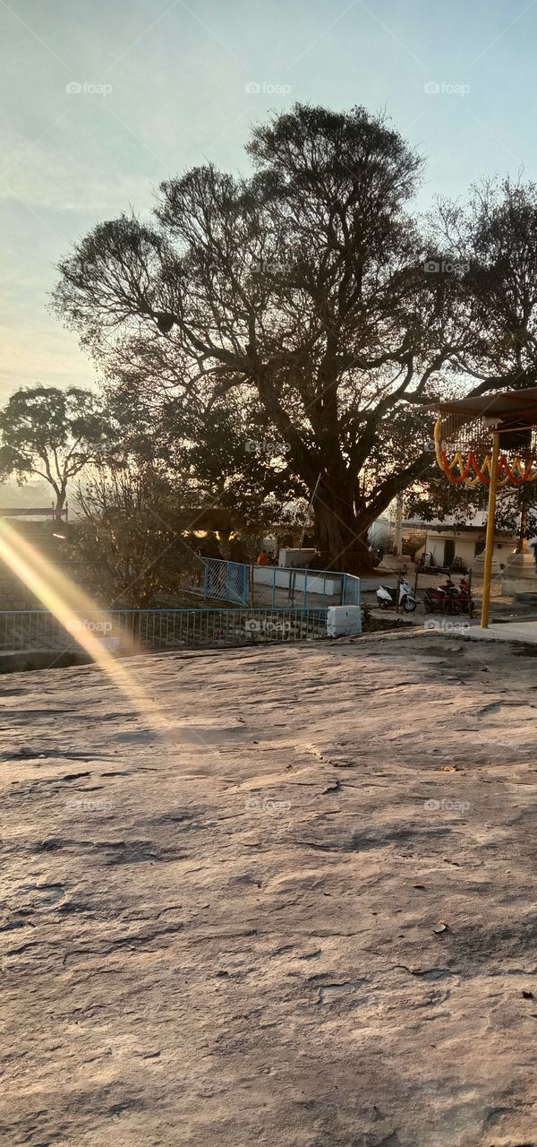 when you trust the roots nothing can shake you down. 🌳❤️✨