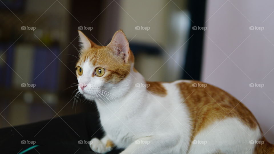 Cat, Portrait, Cute, Mammal, Pet
