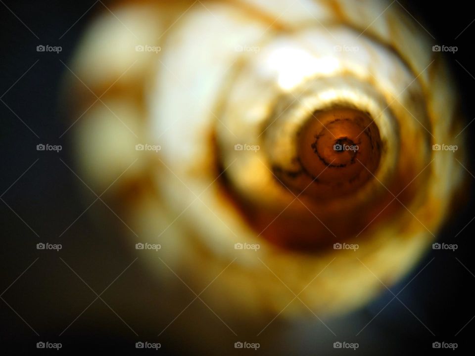 Snail Shell
