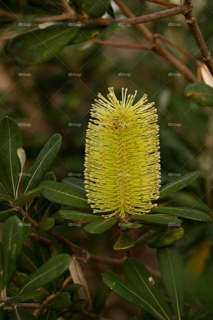 Bottle Brush