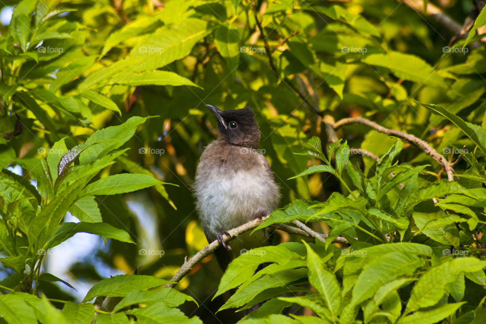 Baby bied sitting in a tree waiting for his mother to return