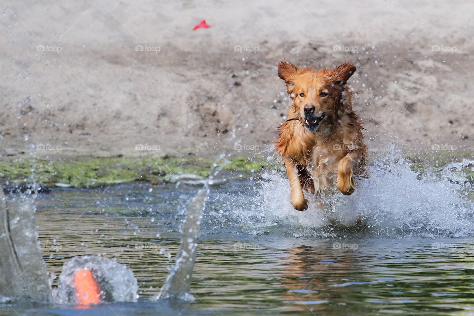 Golden retriever jumping in the water