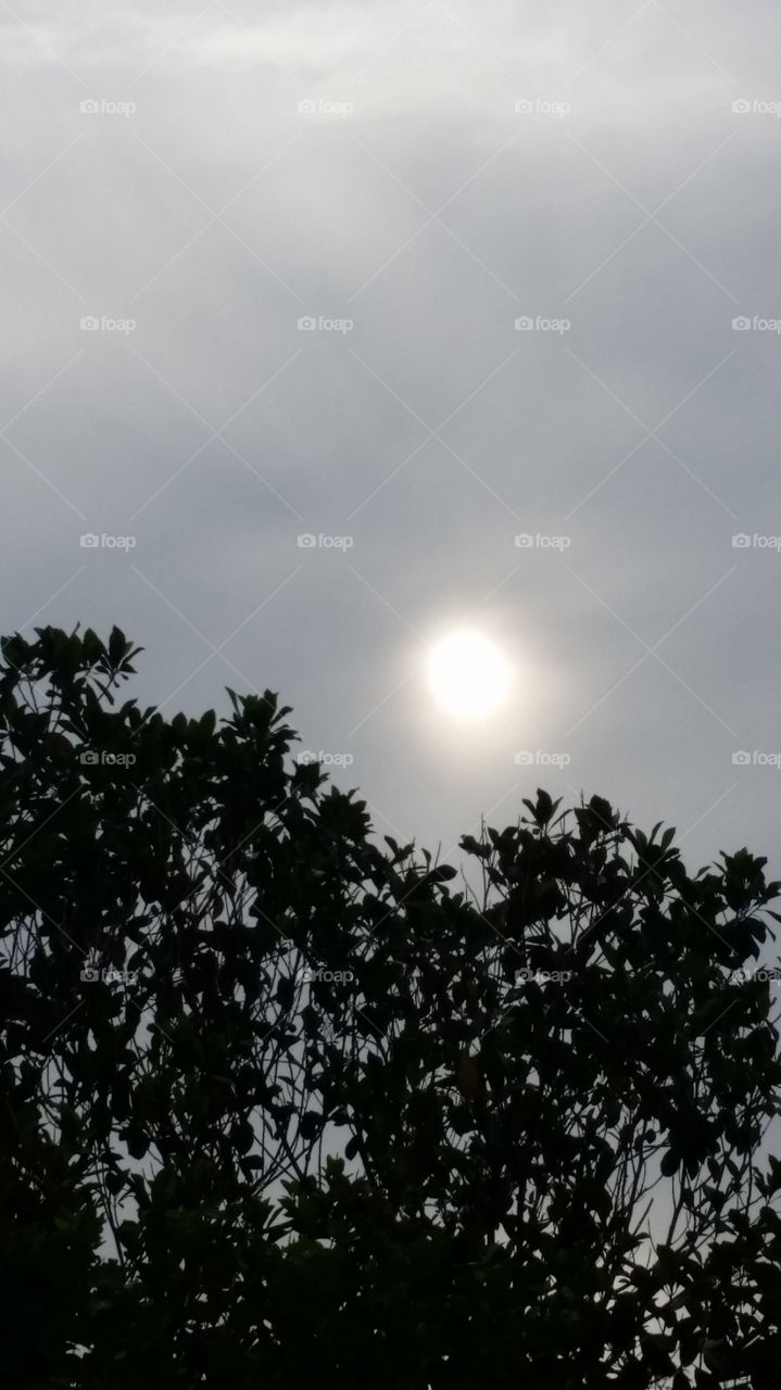 sun on tree