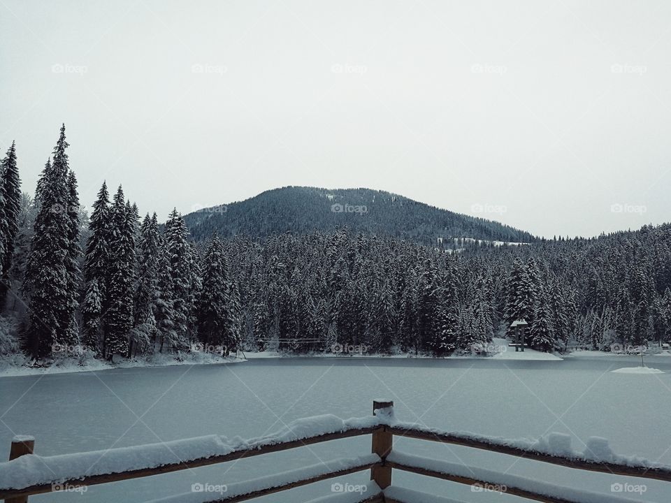 Snow, Winter, No Person, Tree, Wood