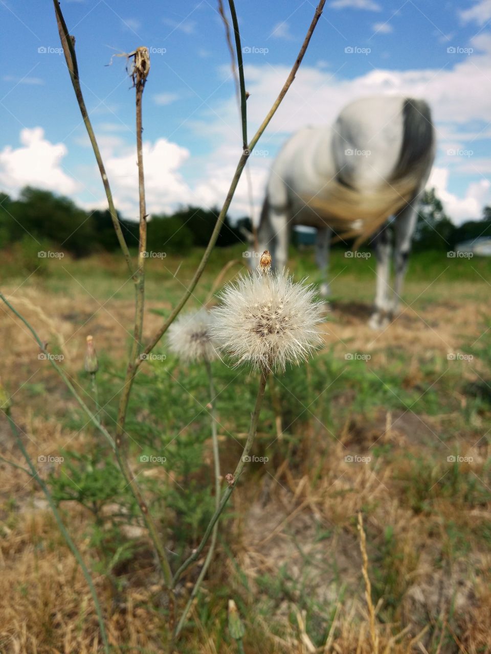 It's summertime in Texas a dandelion growing in a pasture with a horse grazing behind it with a blue cloudy sky