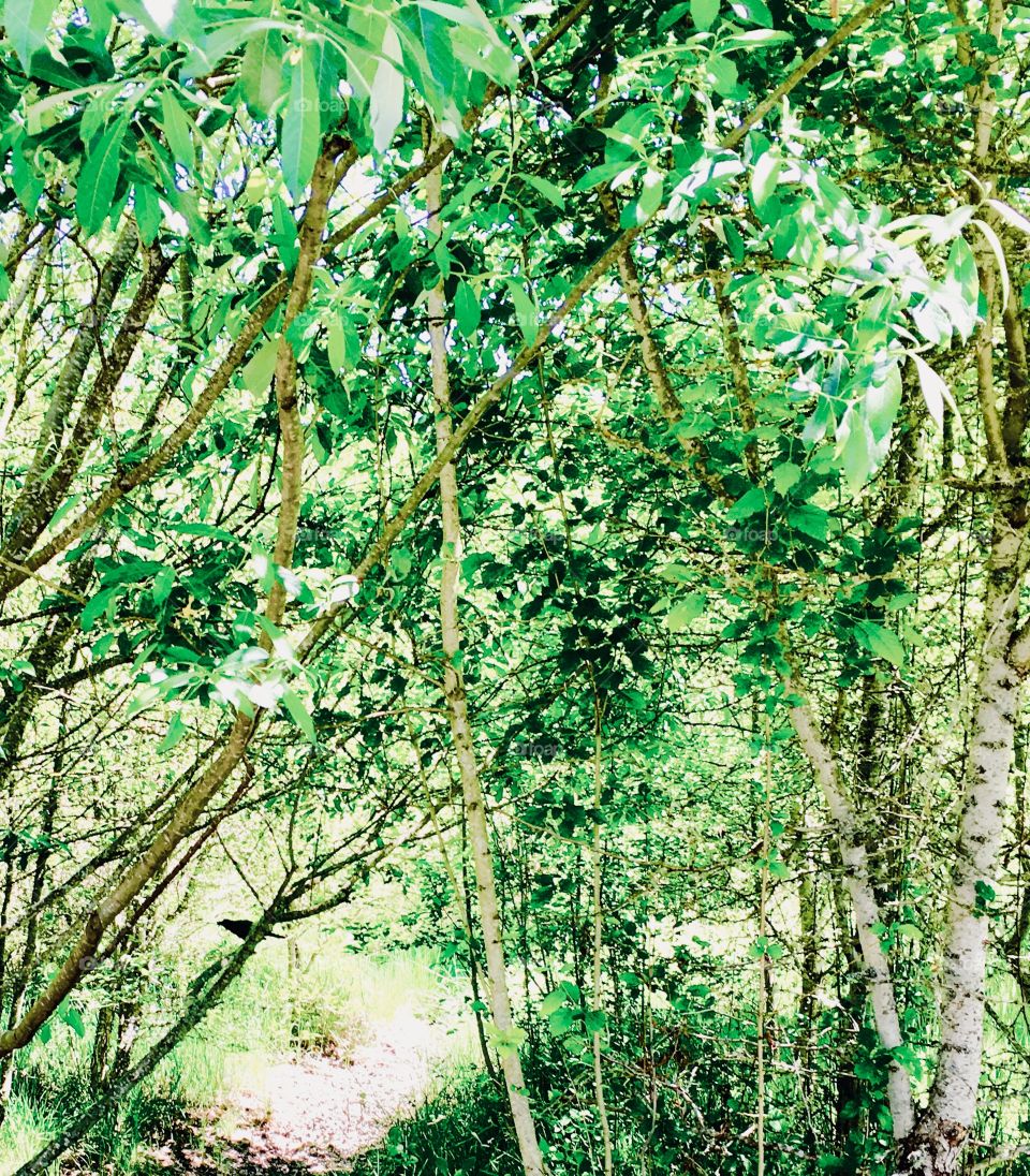 Trees, a path and a bird