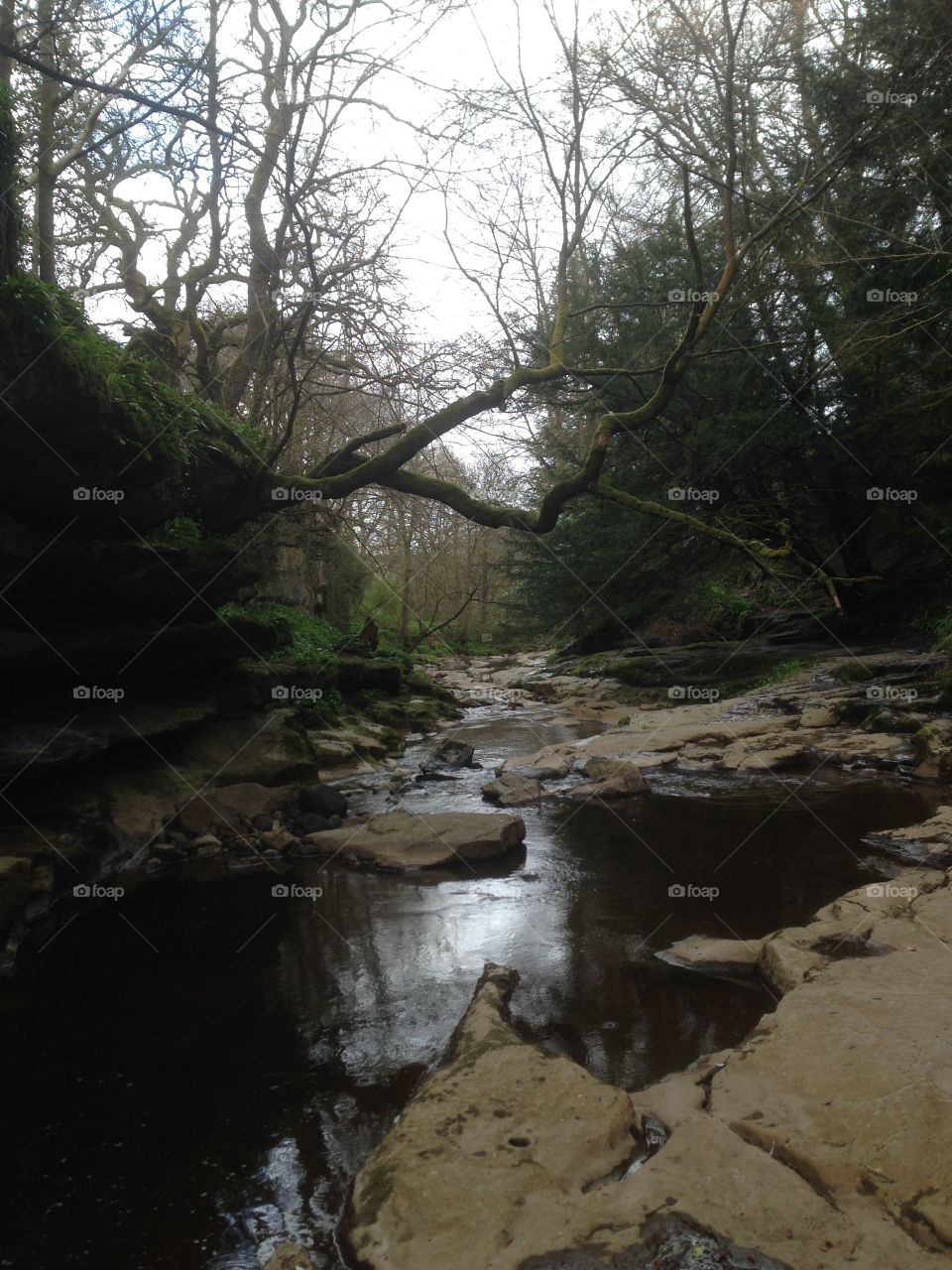 River in the woods 