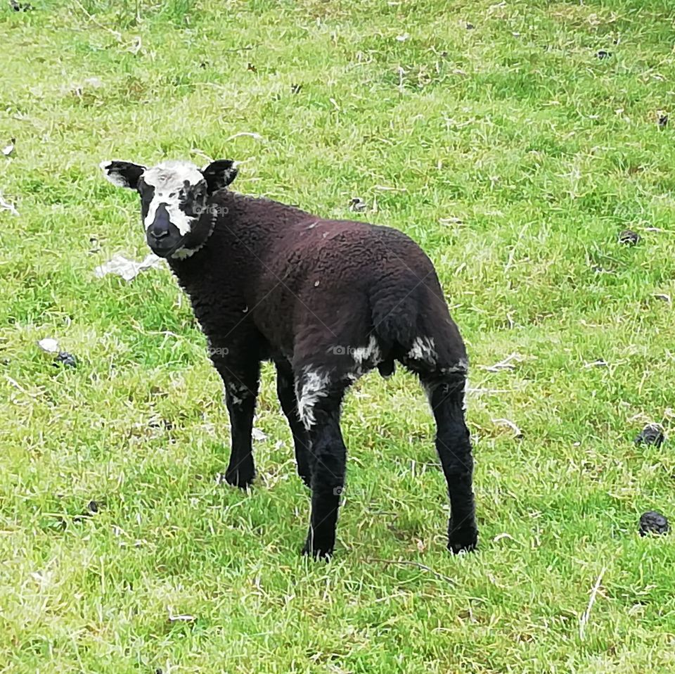 Lamb in a field, Cheshire UK