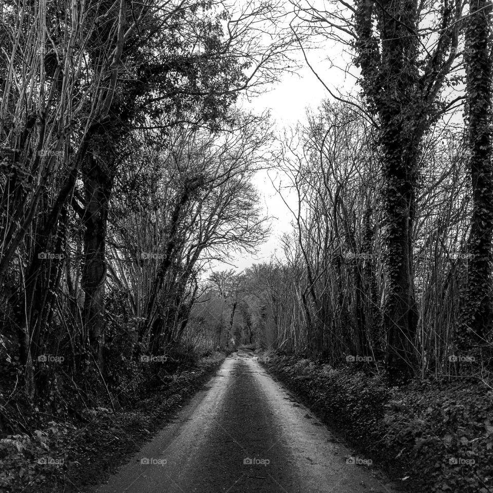 Country Lanes