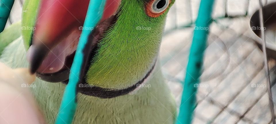 Parrot Tang