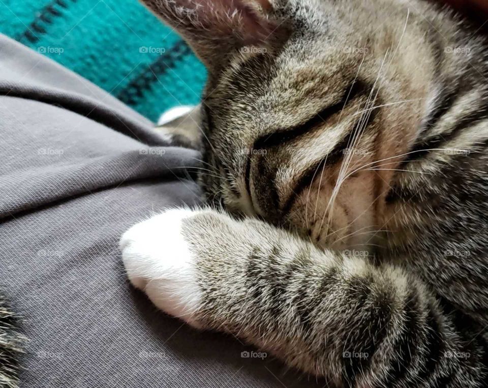 cute sleeping kitten