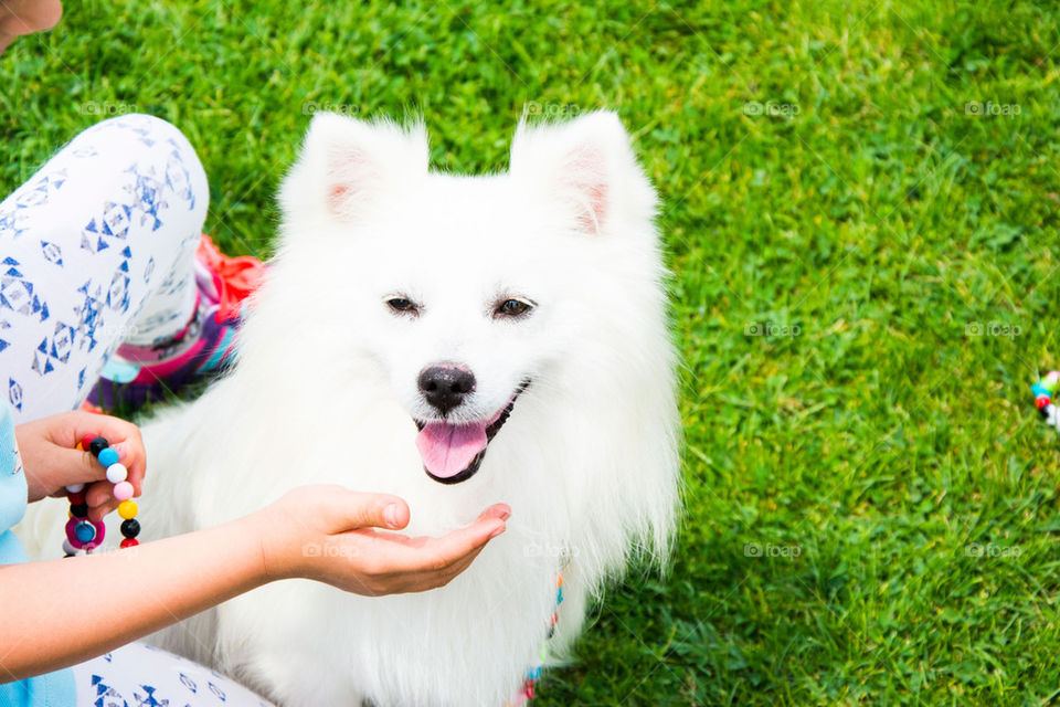 dog and a little girl's hand