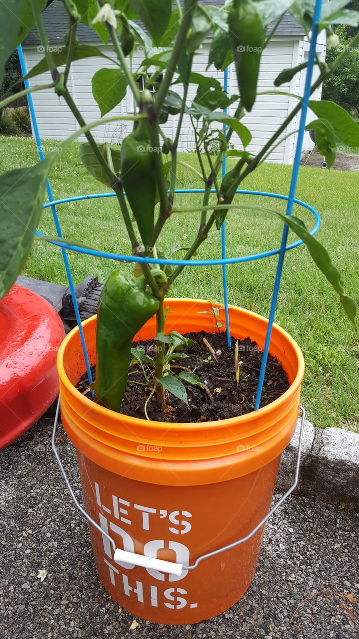 Bell peppers in a bucket