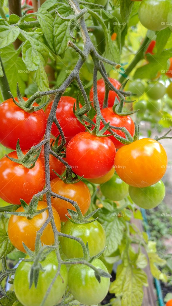 tomato