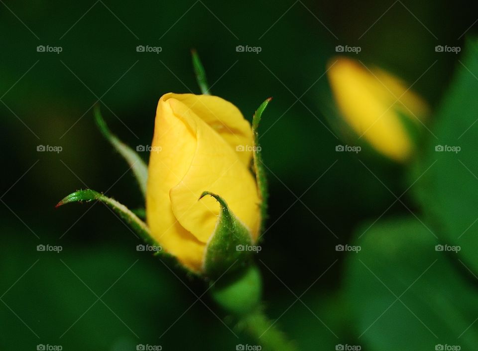 Yellow Rose