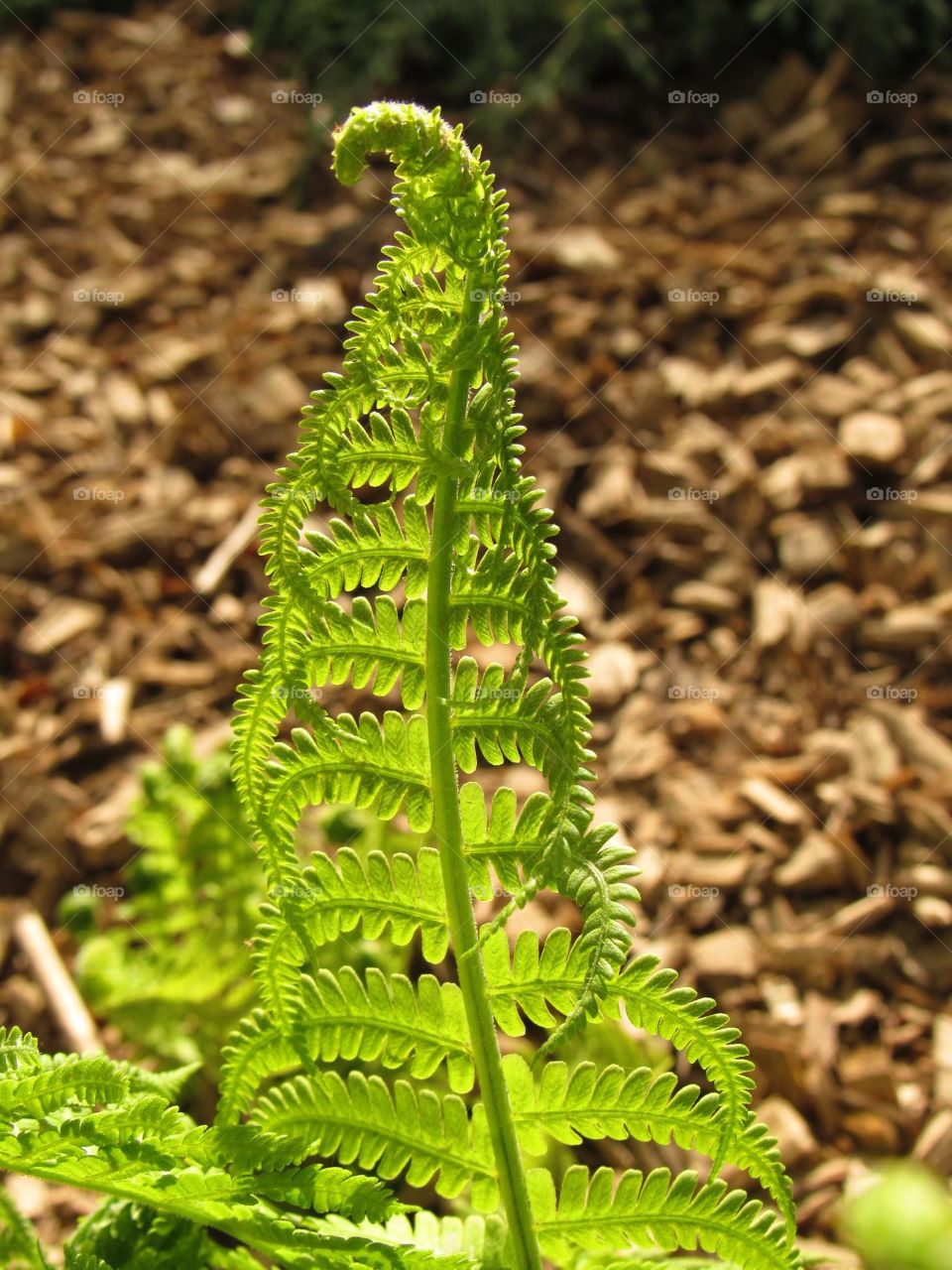 Close-up of a fern