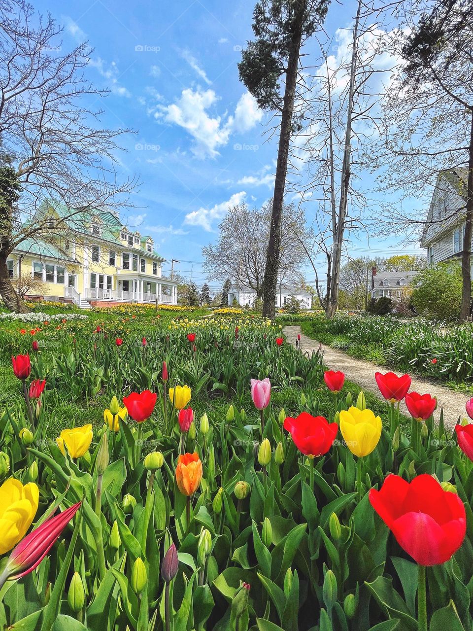 Spring flowers in a garden 