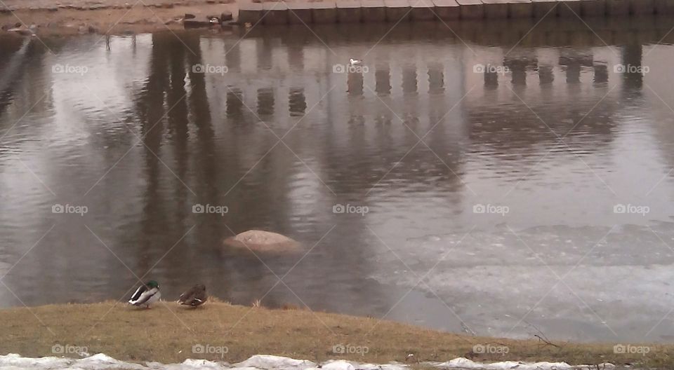 Water, No Person, Bird, River, Winter