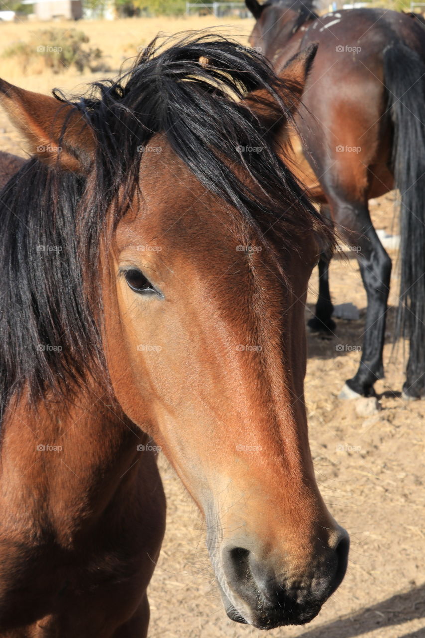 Closeup headshot wild mustang horse Nevada Sierra Mountains 