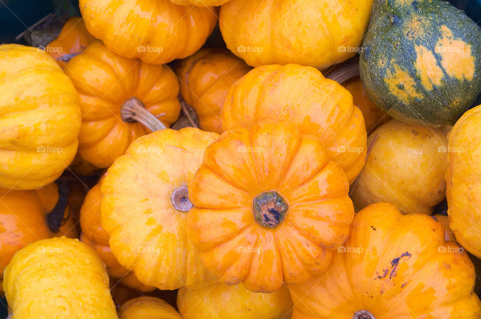 fall autumn pumpkin halloween by campbellrobertson