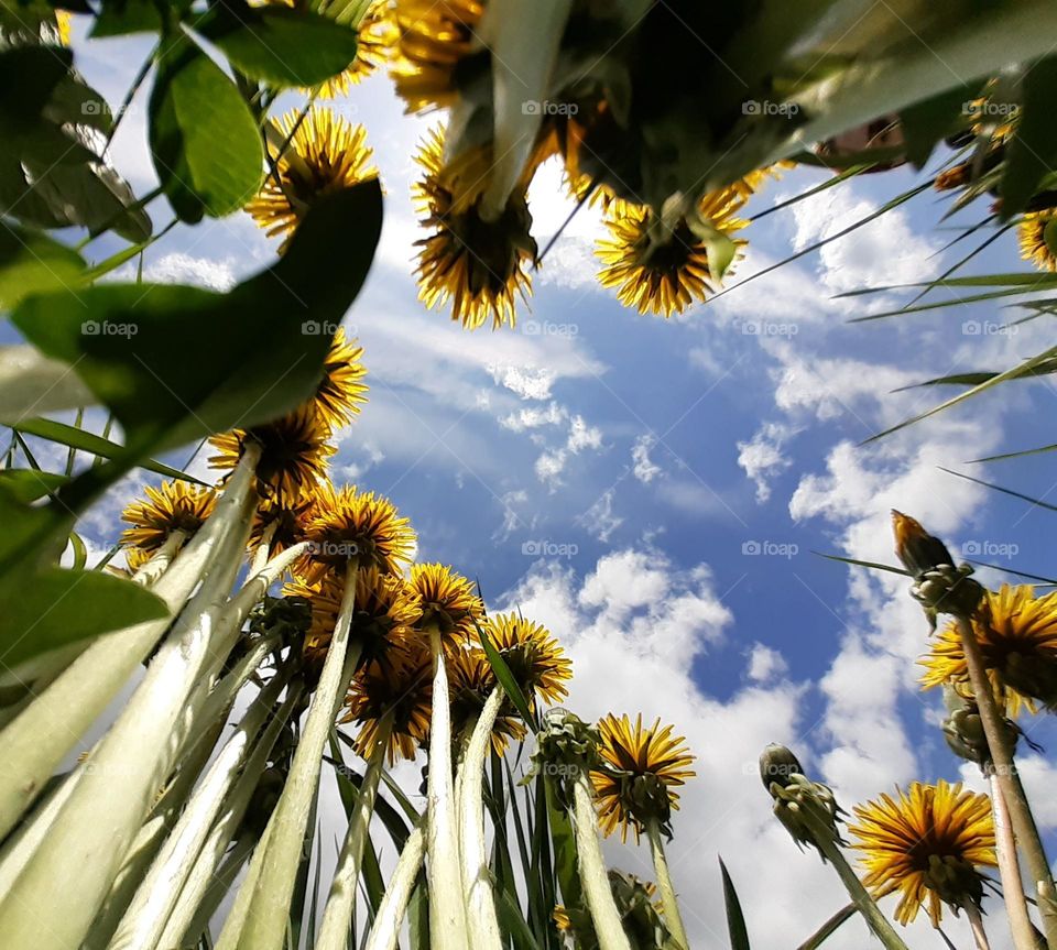 Photo of a dandelion against a blue sky