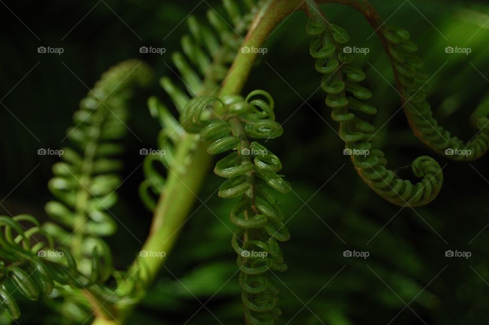 Fern
