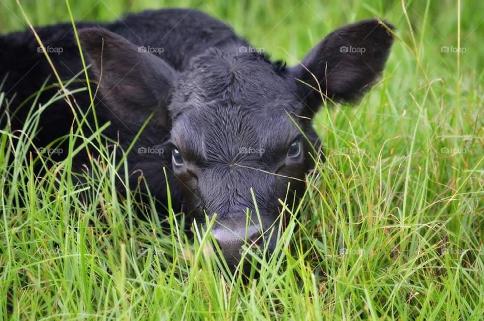 angus calf